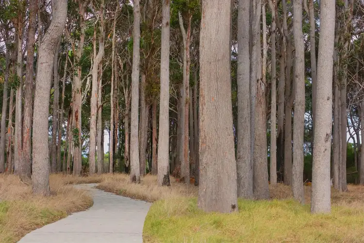 Third view of Homely land listing, Lot 226, 11 Lumber Crescent, Karridale WA 6288