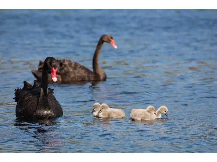 Second view of Homely land listing, Lot 259, Jubilee Avenue, Success WA 6164