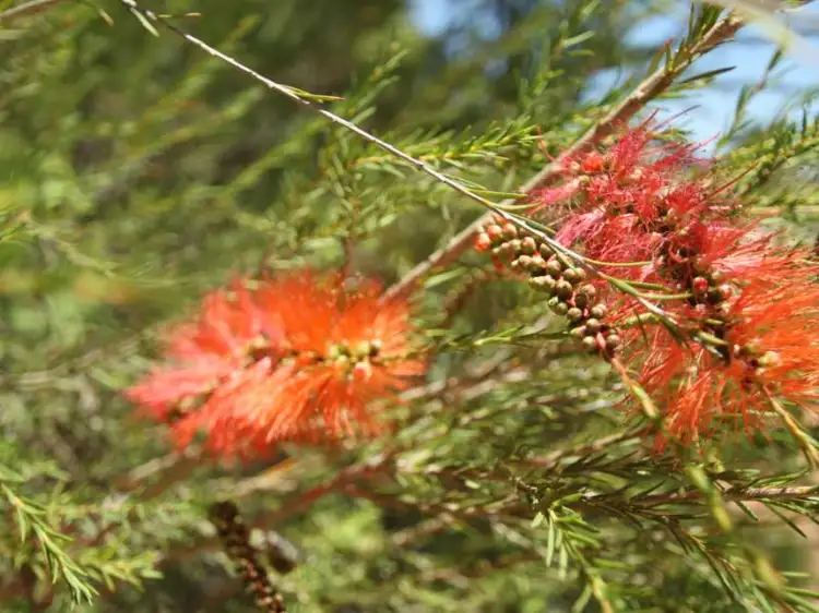 LOT 933 Pingaring Court, Byford WA 6122
