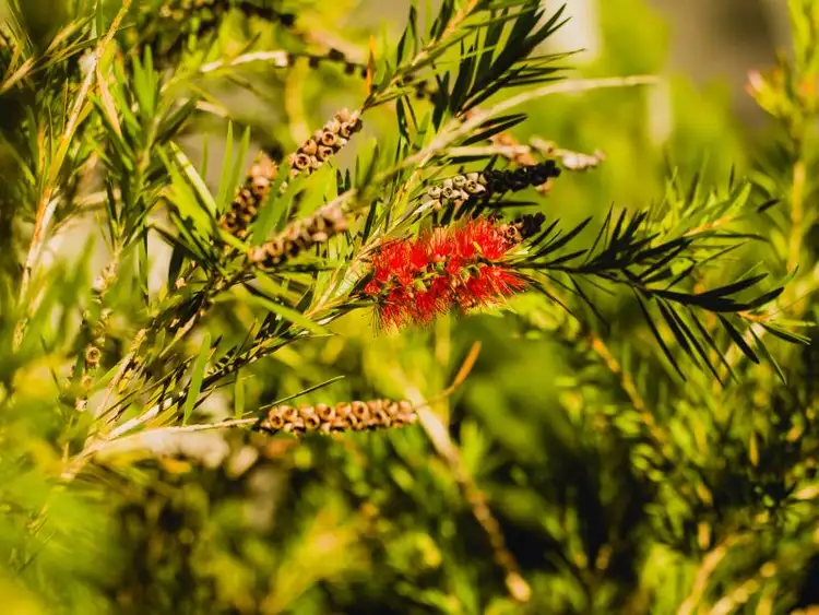 Third view of Homely land listing, LOT 442 Indigo Bend, Wellard WA 6170