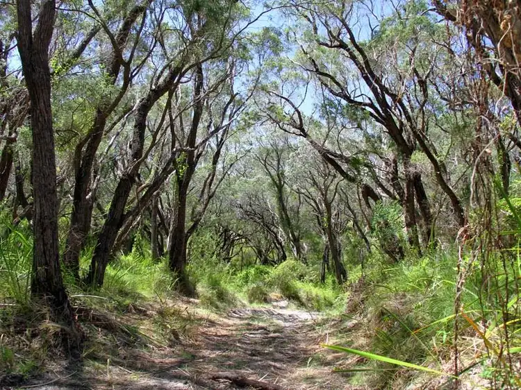 Fourth view of Homely land listing, 595 Nullaki Drive, Nullaki WA 6330