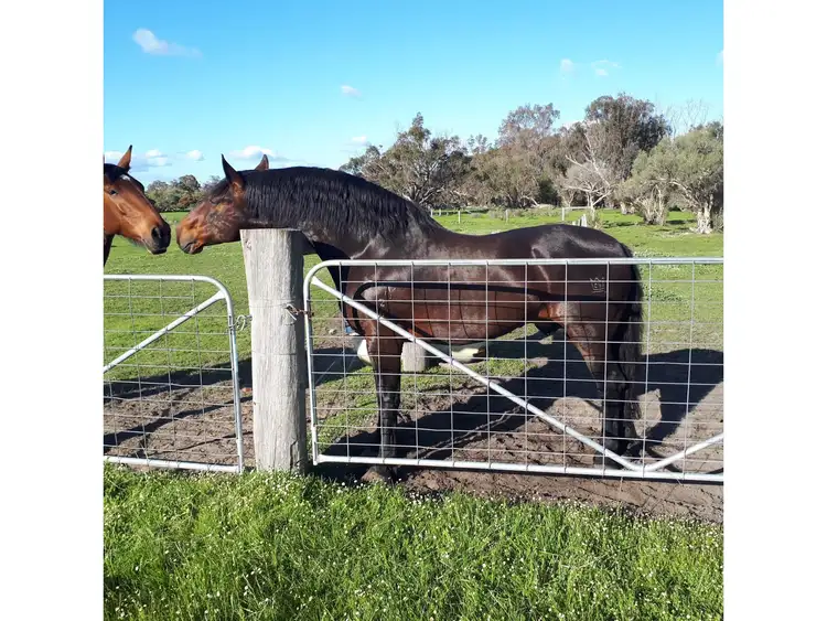 Sixth view of Homely rural property listing, Dutchman Road, Coolup WA 6214