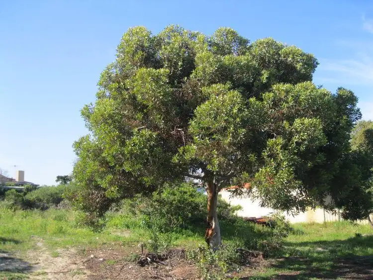 Third view of Homely land listing, 29 Forrest Grove, Two Rocks WA 6037