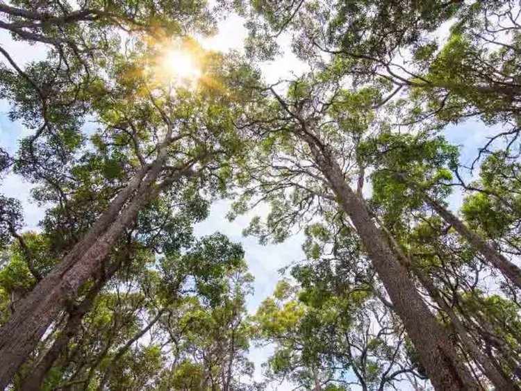 Seventh view of Homely land listing, 204 Sebbes Road, Forest Grove, Margaret River WA 6285