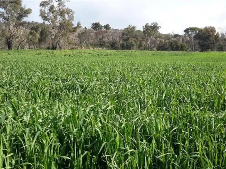 Third view of Homely rural property listing, 258 Gallahawk Road, Bindoon WA 6502