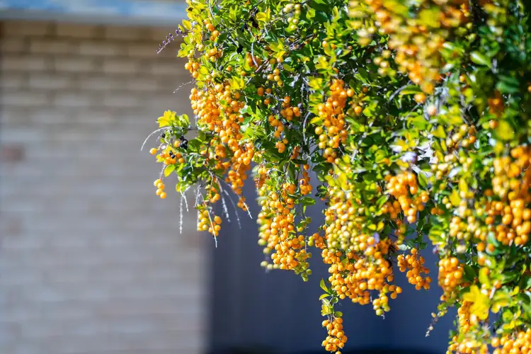 Third view of Homely house listing, 84 GREENFIELDS CIRCLE, Hocking WA 6065