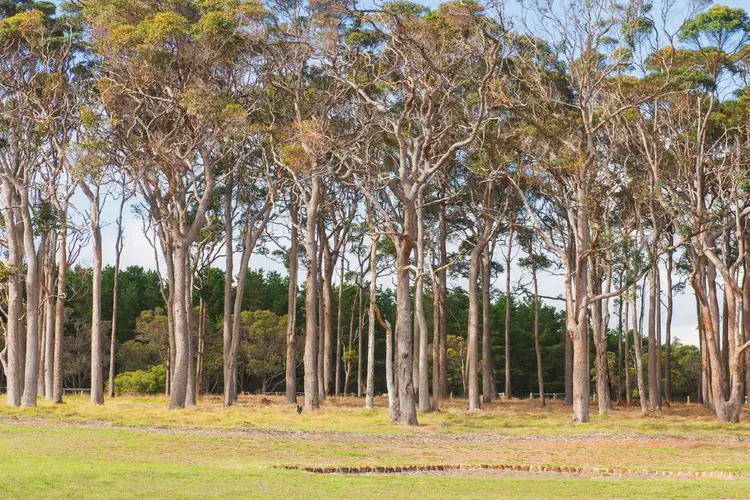 Sixth view of Homely land listing, 1 Bole Way, Karridale WA 6288