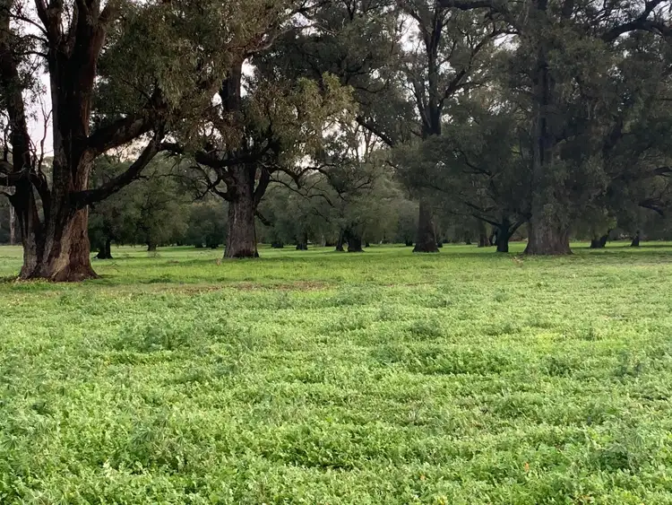 Fifth view of Homely rural property listing, Lot 209 Mallokup Road, Stirling Estate WA 6271