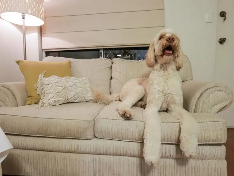 4/7 Clarence Street, Tuart Hill WA 6060