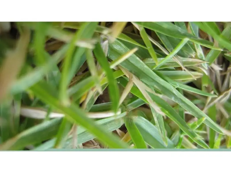 Main view of Homely land listing, Lot 453 Key Avenue, Baldivis WA 6171