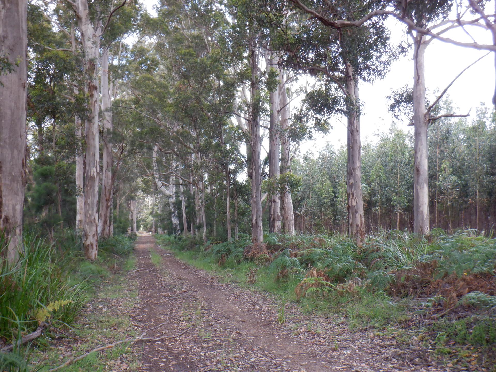 Lot 9026 Holiwell Road, Northcliffe WA 6262