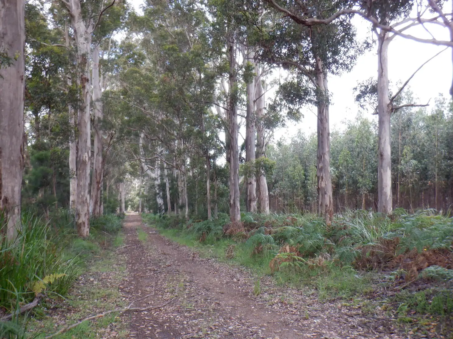 Main view of Homely rural property listing, Lot 9026 Holiwell Road, Northcliffe WA 6262