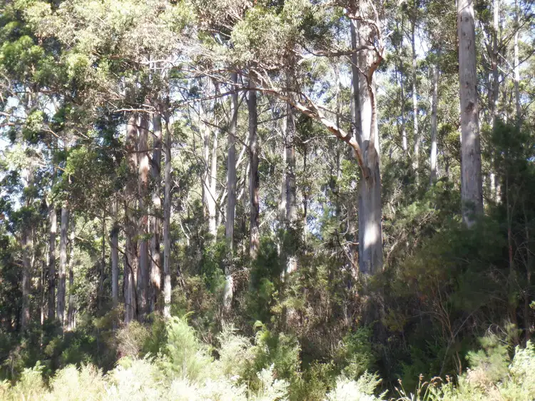 Second view of Homely rural property listing, Lot 2 Off Big Hill Brook Road, Northcliffe WA 6262