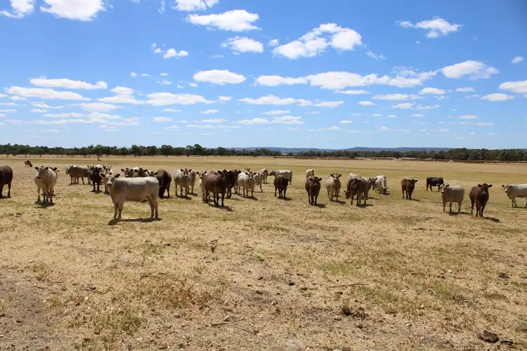 Second view of Homely rural property listing, 809 HENDERSON ROAD, Keysbrook WA 6126
