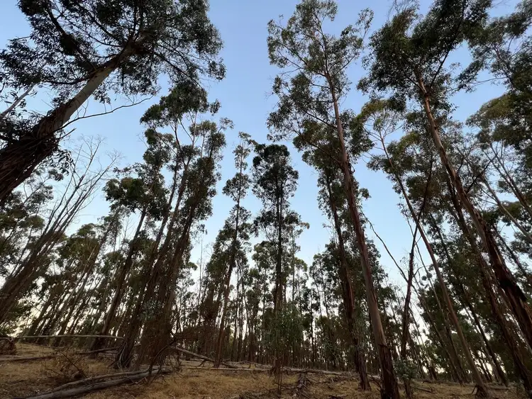 Third view of Homely rural property listing, 1089 Crossman Road, Crossman WA 6390