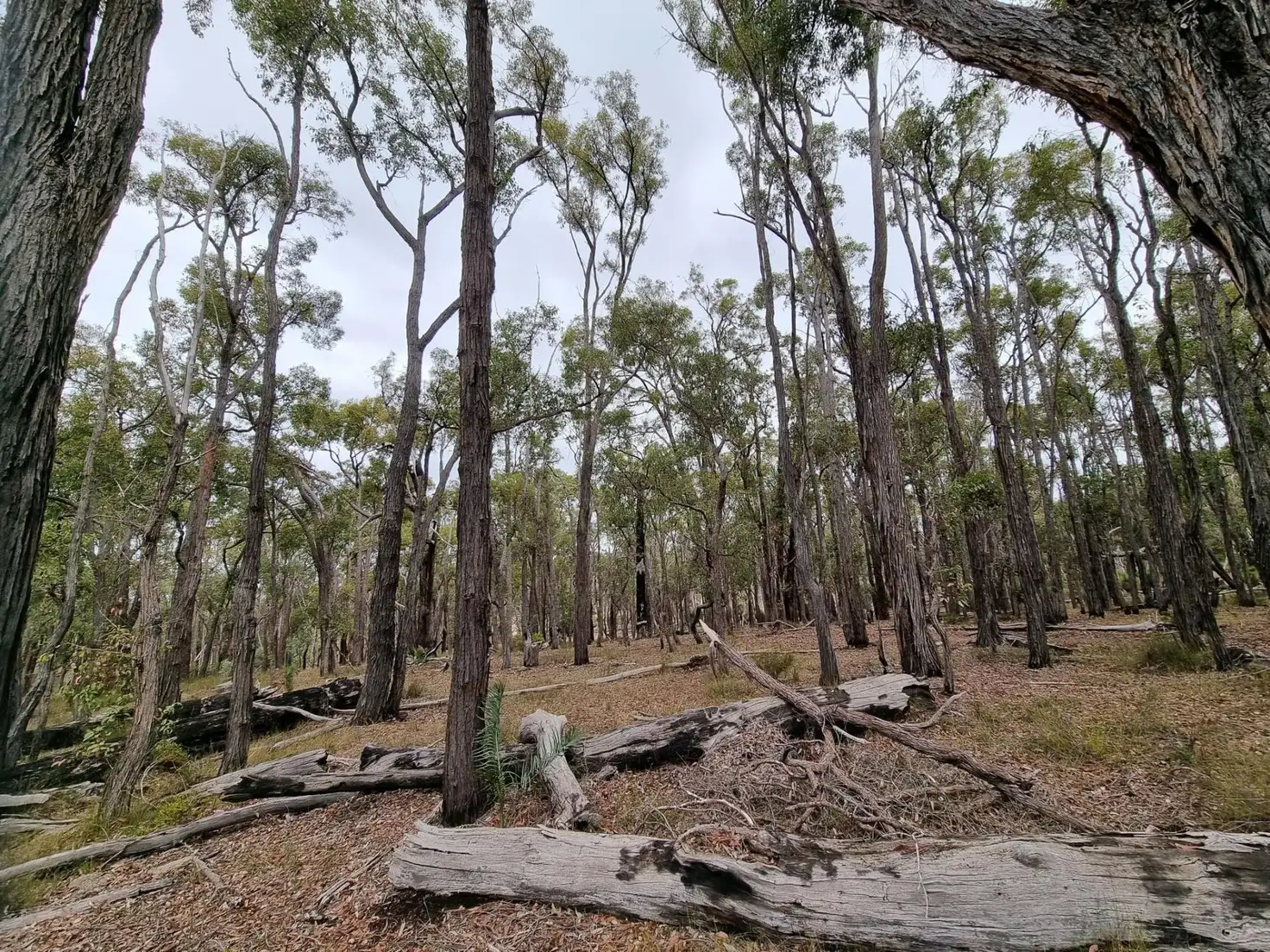 Main view of Homely land listing, 309 Abels Road, Boyup Brook WA 6244