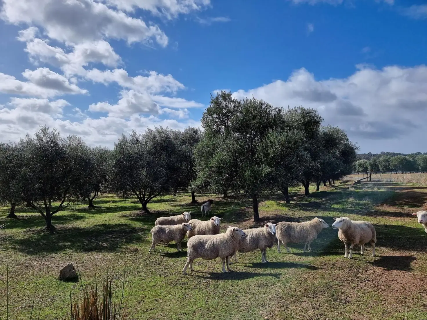 Main view of Homely land listing, 25 Kaufmann Close, Boyup Brook WA 6244