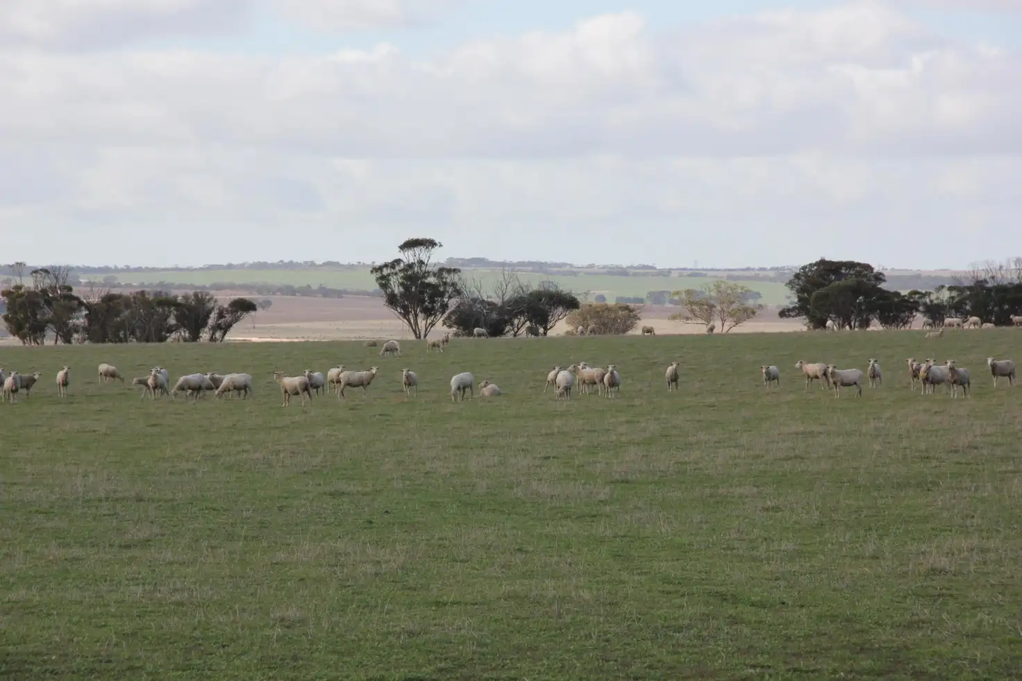 Main view of Homely rural property listing, 1581 Henderer Road, Pingaring WA 6357