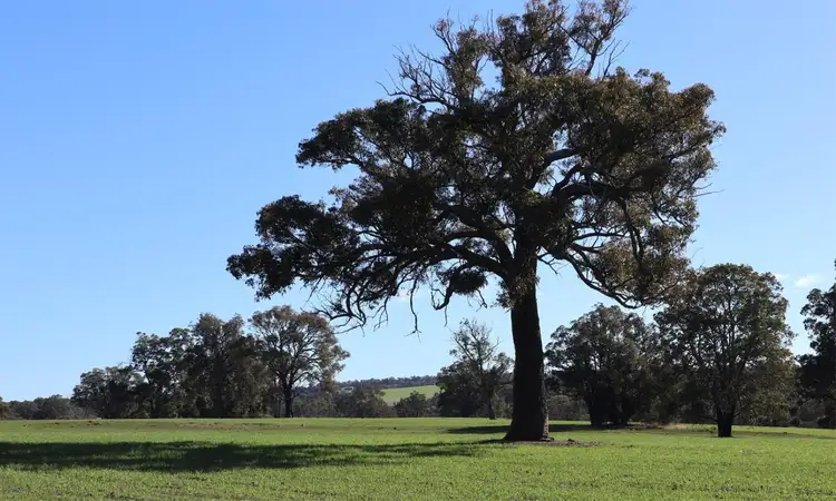 Main view of Homely rural property listing, 3153 Pig Gully Road, Williams WA 6391
