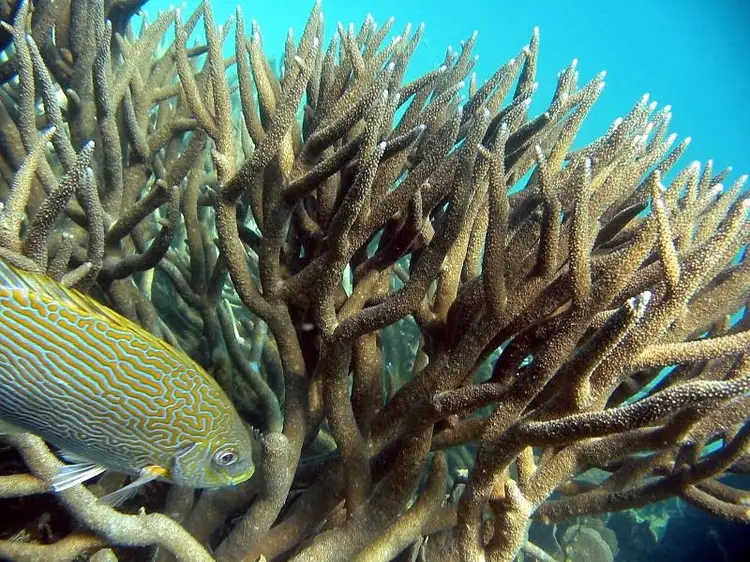 Fifth view of Homely house listing, 22 Wahoo Court, Coral Bay WA 6701