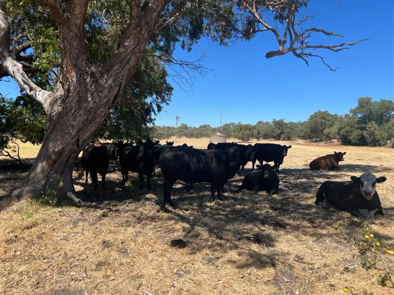 Main view of Homely rural property listing, 10 Wellesley Road, Binningup WA 6233