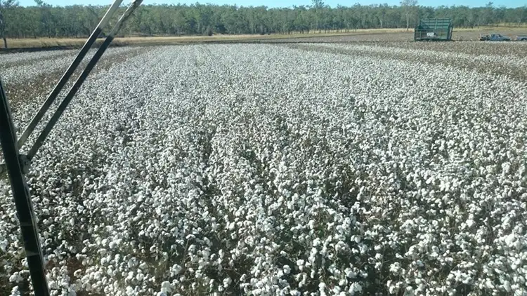 Sixth view of Homely rural property listing, 'Marshlands' Hivesville Windera Road, Wondai QLD 4606