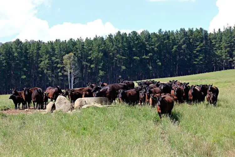 Second view of Homely rural property listing, 56 Keadys Road, Koetong VIC 3704