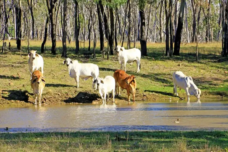 Second view of Homely rural property listing, 4271 'Huxham' Capricorn Highway, Westwood QLD 4702