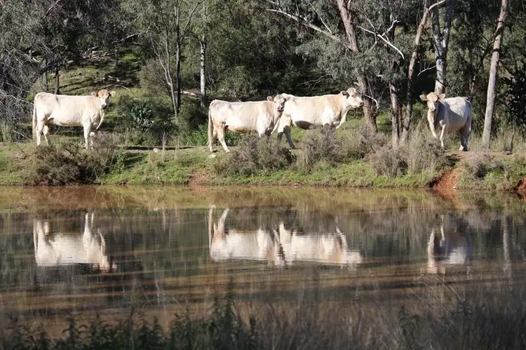 Second view of Homely rural property listing, 244 Sheep Station Creek Road, Bingara NSW 2404