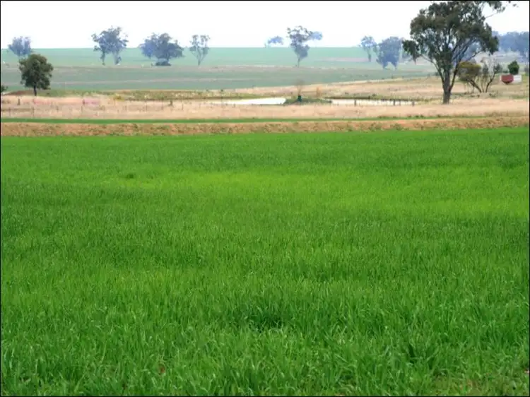 Second view of Homely rural property listing, "Pretoria" 165 Pretoria Park Road, Delungra NSW 2403
