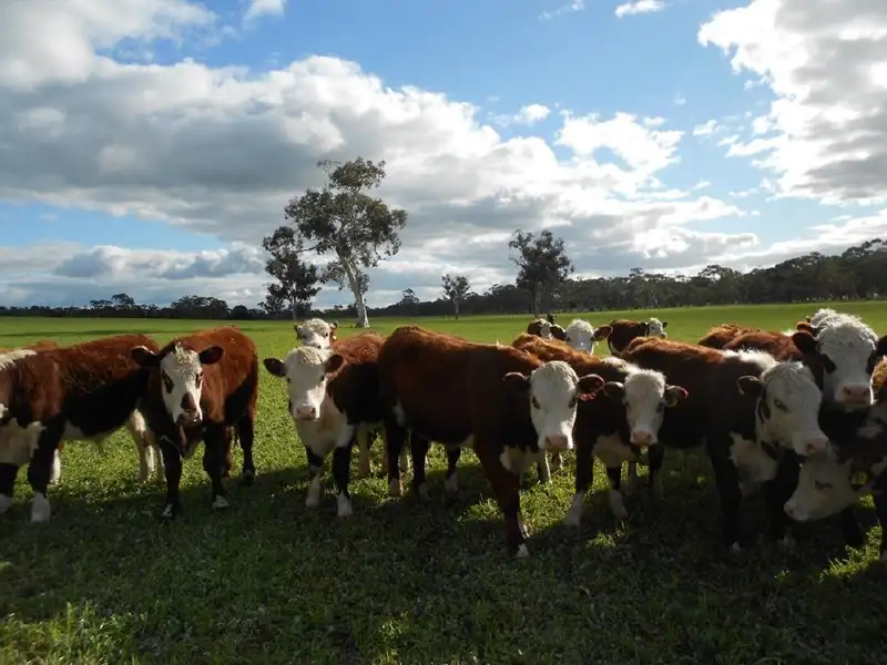 Main view of Homely rural property listing, 2397 Naracoorte Road, Bordertown SA 5268