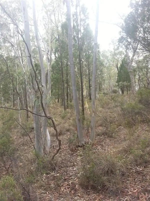 Seventh view of Homely rural property listing, Lot 9 Warrumba Road, Cowra NSW 2794