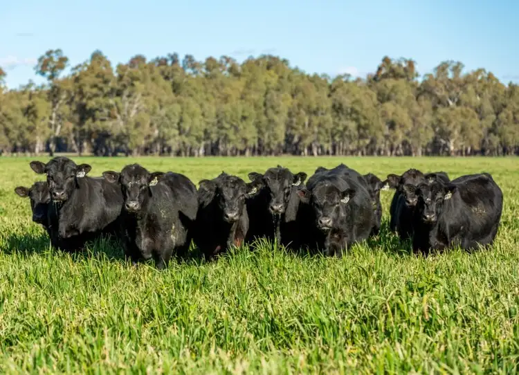 Third view of Homely rural property listing, 678 Old Narrandera Road, Narrandera NSW 2700