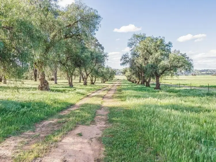 Sixth view of Homely rural property listing, 800 Pine Mount Road, Cowra NSW 2794