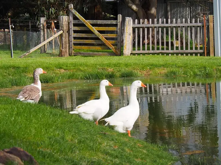 Main view of Homely rural property listing, 191 Nyles Gate Road, Millthorpe NSW 2798