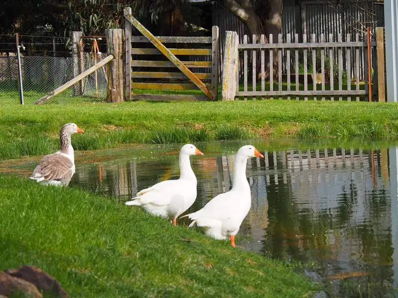 Main view of Homely rural property listing, 191 Nyles Gate Road, Millthorpe NSW 2798