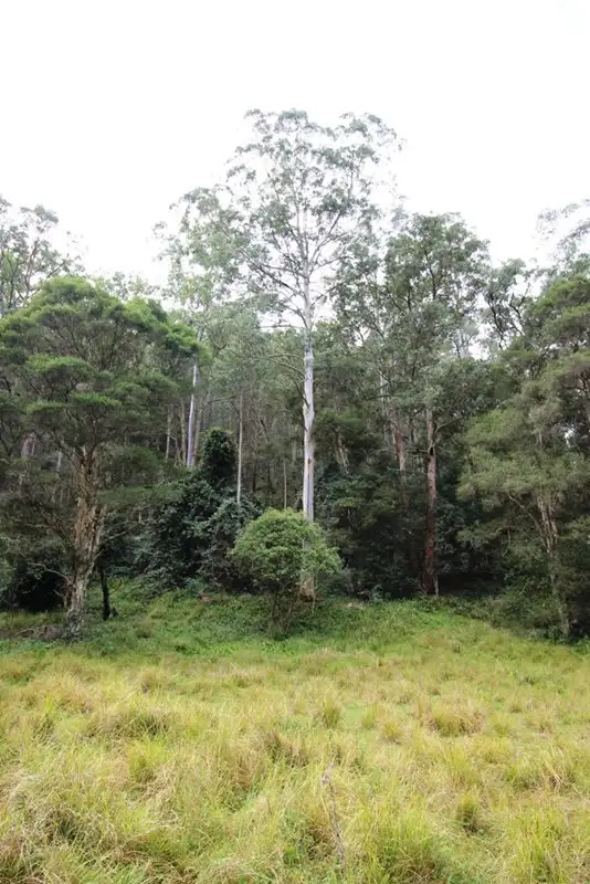 Seventh view of Homely rural property listing, 436 Cedar Creek Road, Cedar Creek NSW 2325
