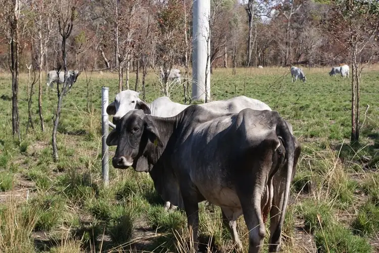 Second view of Homely rural property listing, Lot 17/2300 Fingerboard Road, Mount Tom QLD 4677
