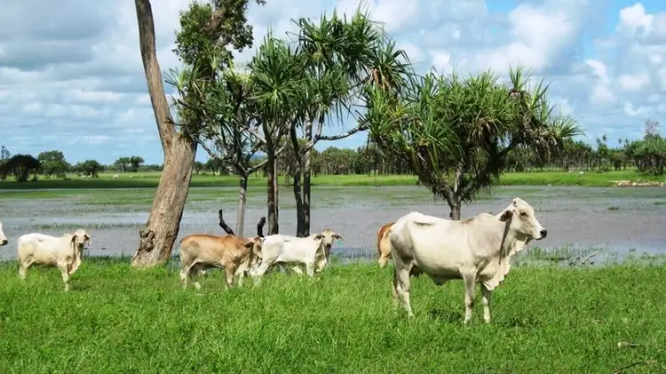 Third view of Homely rural property listing, . Rainbow Station, Ayr QLD 4807