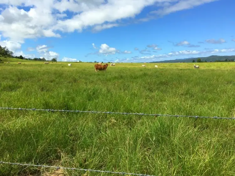 Third view of Homely rural property listing, 3800 Eungella Mackay Road, Gargett QLD 4741