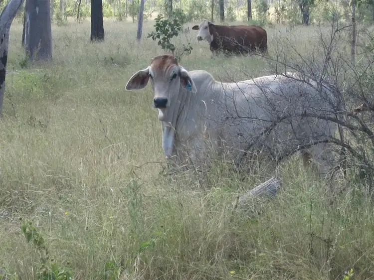 Fourth view of Homely rural property listing, . Glenroy Road, Morinish QLD 4702