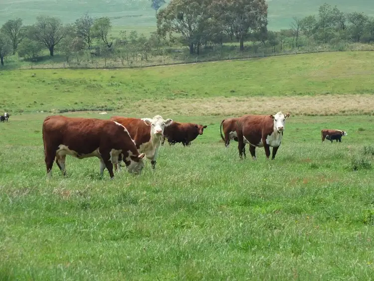 Sixth view of Homely rural property listing, 1233 Triangle Flat Road, Bathurst NSW 2795