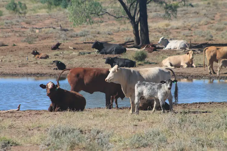 Fifth view of Homely rural property listing, 1003 Nebine Road, Morven QLD 4468