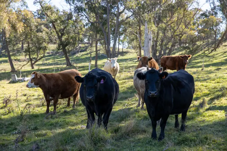Sixth view of Homely rural property listing, 276 Claremont Road, Armidale NSW 2350