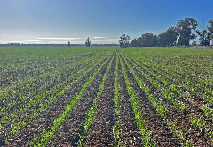 Main view of Homely rural property listing, 'Part Grassmere' Younga Plains Road, West Wyalong NSW 2671