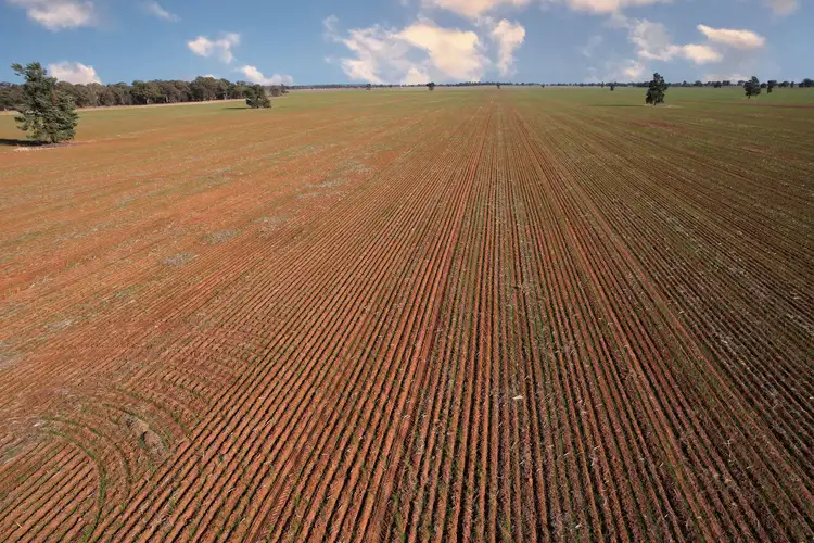 Fourth view of Homely rural property listing, 'Part Grassmere' Younga Plains Road, West Wyalong NSW 2671