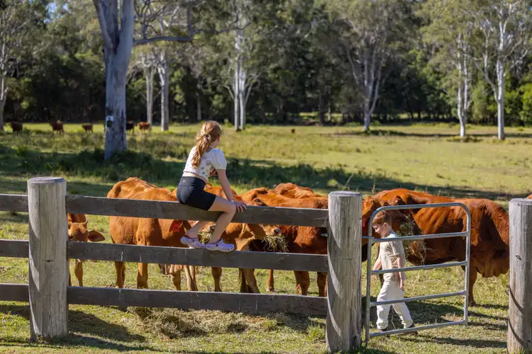 Fifth view of Homely rural property listing, 79-89 Melaleuca Lane, Cootharaba QLD 4565