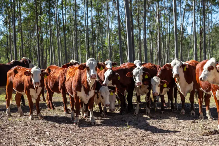 Seventh view of Homely rural property listing, Address available on request