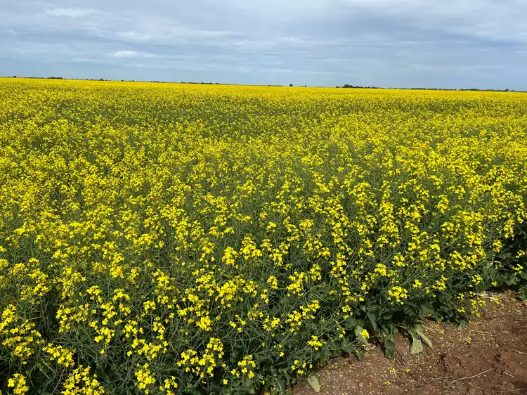 Second view of Homely rural property listing, 457 Matthews Road, Kooba NSW 2680