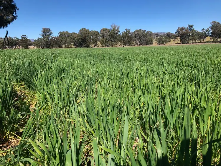 Third view of Homely rural property listing, Tarwarri Lindsay's Gap Road, Tamworth NSW 2340